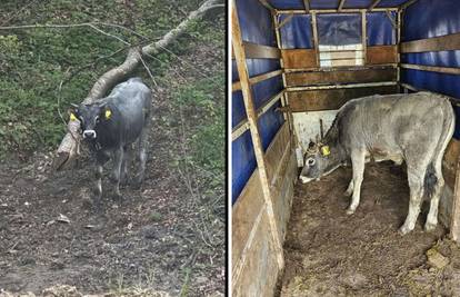 Boškarin u bijegu: 'Franc mi je zbrisal iz dvorišta, očito mu se ne sviđaju zagorski zeleni bregi'