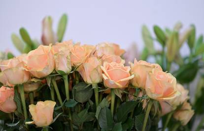 Pobuna cvjećara zbog ilegalne prodaje: 'Ljudi su uvjereni da je u cvjećarnicama sve skuplje!'