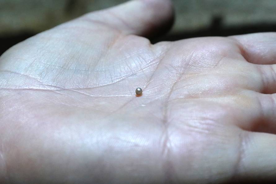 24sata Pula: Aquarium na dar dobio biser iz periske