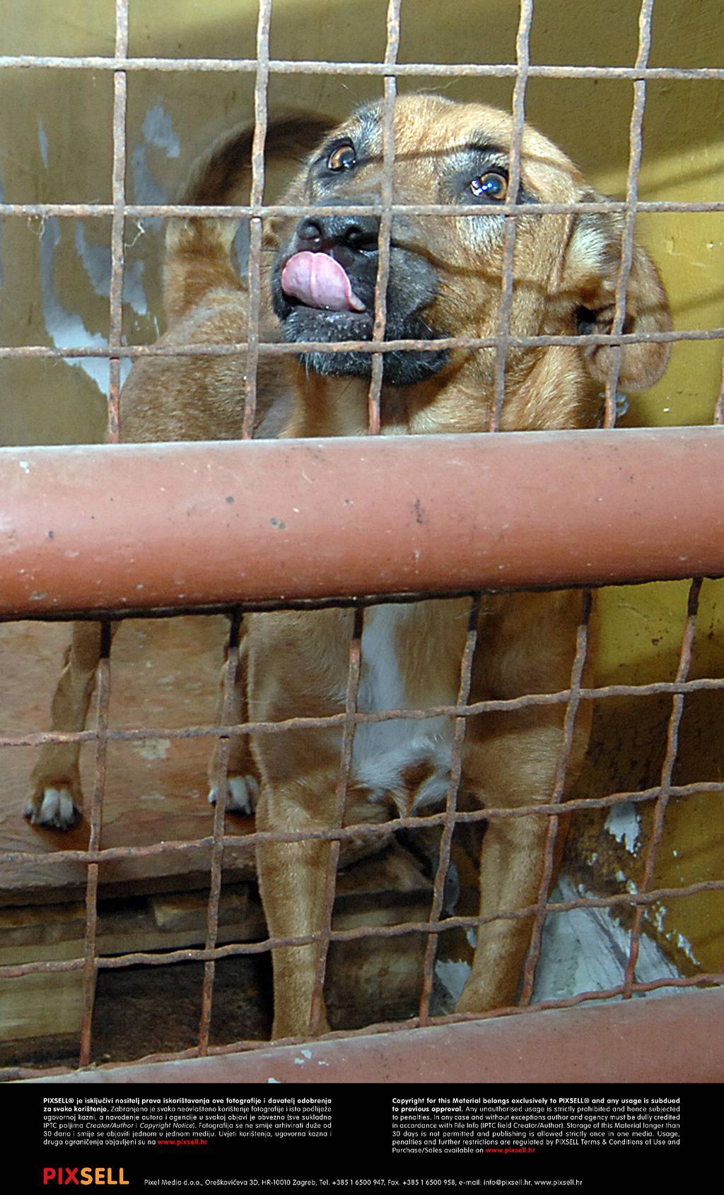 Kinezi su usmrtili gotovo 5000 pasa zbog epidemije bjesnoće 