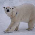 Polarni medvjed ubio muškarca kod kampa, napao ga u šatoru