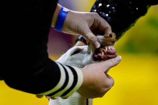 150th Annual Westminster Kennel Club Dog Show in New York City