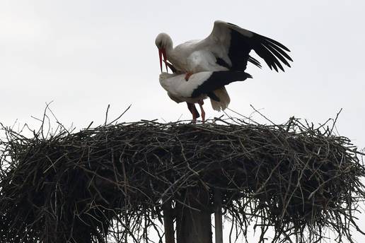 Vratile se rode: 'Klepetan je doveo Snajku u gnijezdo'