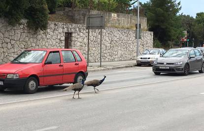 Prošetali Splitom: Paunovi su opet izazvali gužvu u prometu