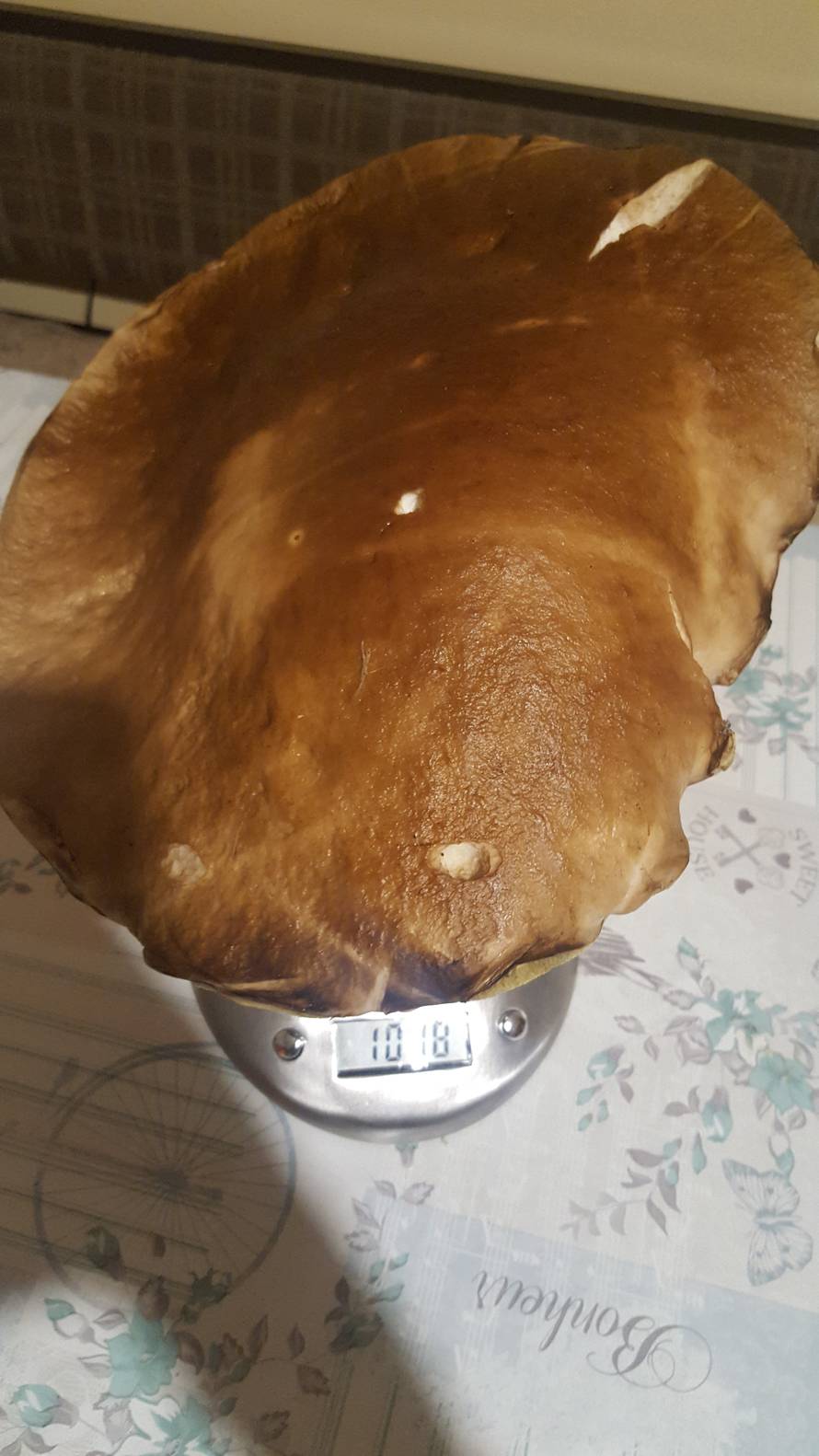 ‘Mega vrganj je veći od moje glave i teži je od kilograma’