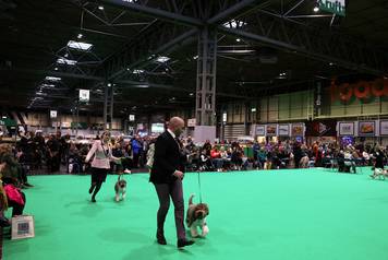 A dog owner competes with his Lagotto Romagnolo on the first day of the Crufts dog show in Birmingham