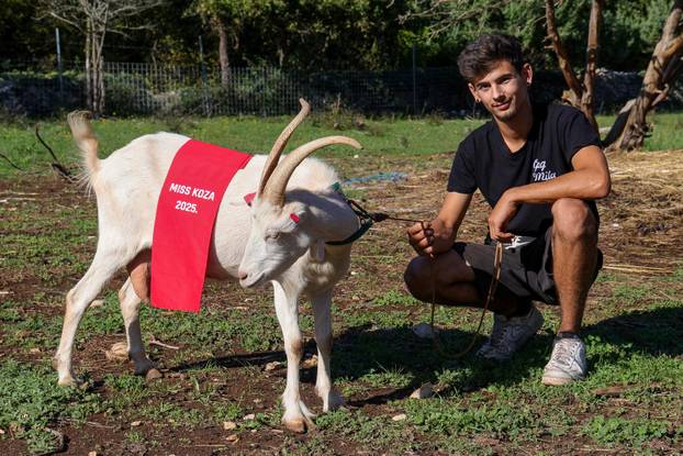 Vodnjan: Za Naj kozu 2025. godine izabrana je koza Jelena, vlasnika Mattea Muškovića 