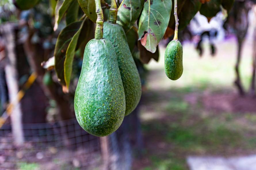 'Moj lijevi testis narastao je do veličine gigantskog avokada!'