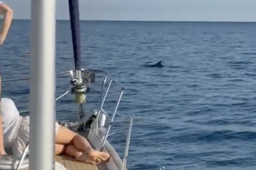 Ribafish zaplivao s dupinima