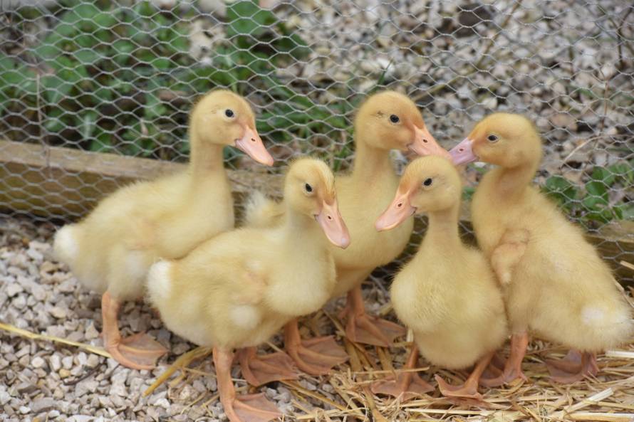 Kupila patke i spasila ih od lonca, a čuvaju ih psi iz azila