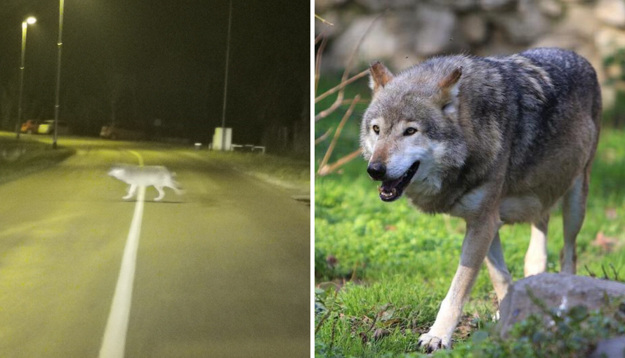 Švedski vuk ne gubi vrijeme: Osječki ZOO dobit će - čopor