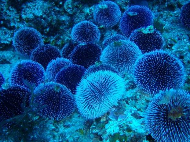 FOTO Ovo su najbolje i najljepše lokacije za ronjenje u Hrvatskoj