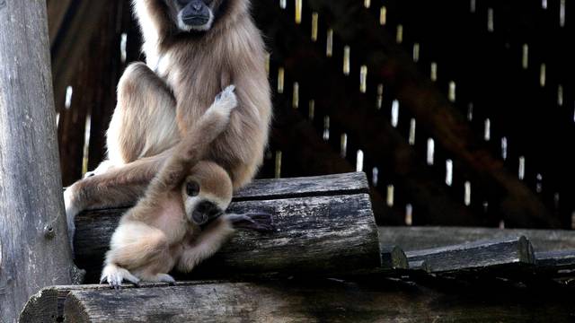 Senzacija u zagrebačkom Zoo: Ugroženi majmuni dobili bebu
