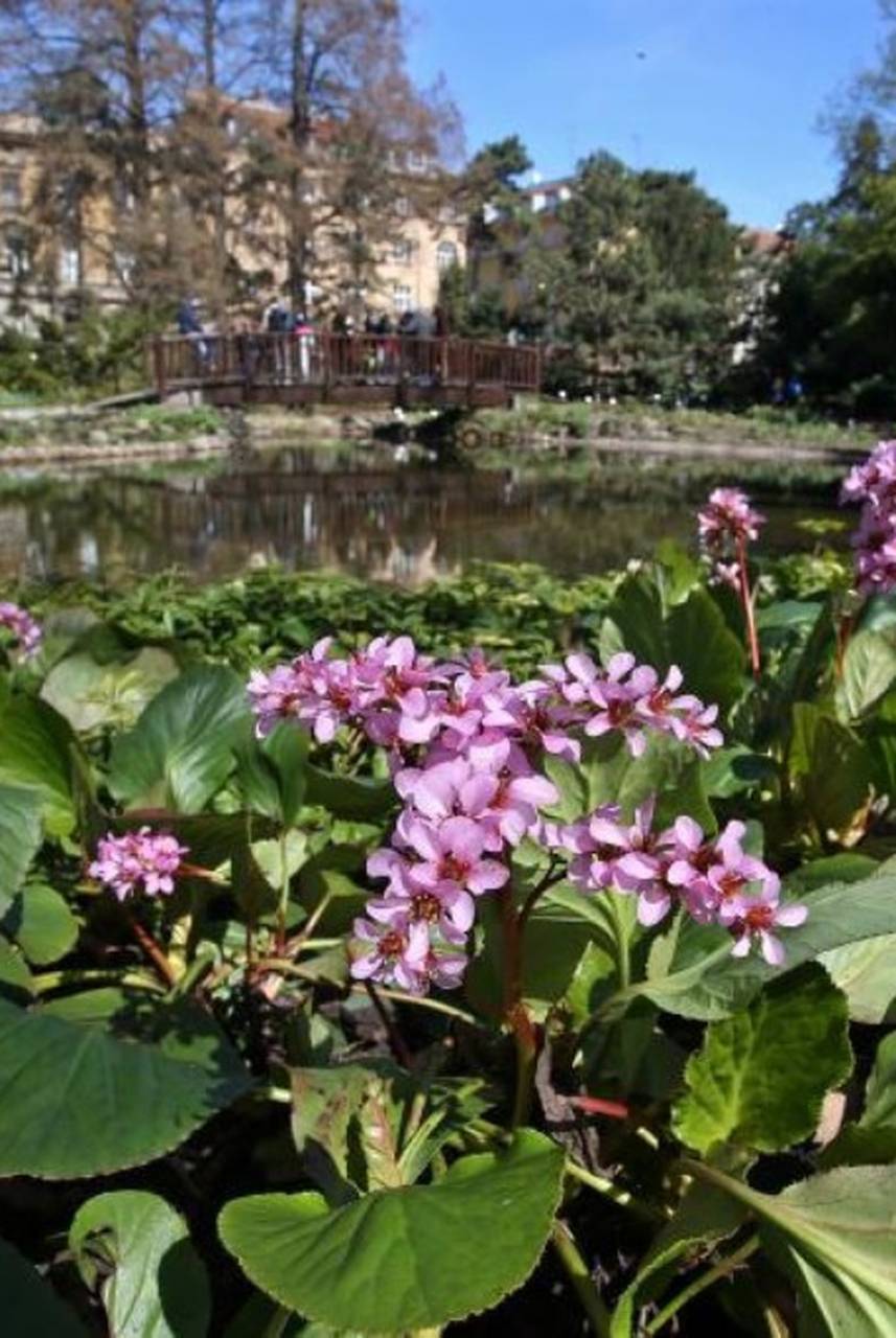 Botanicki Vrt U Zagrebu Ima Rasprodaju Viska Svojih Biljaka 24sata