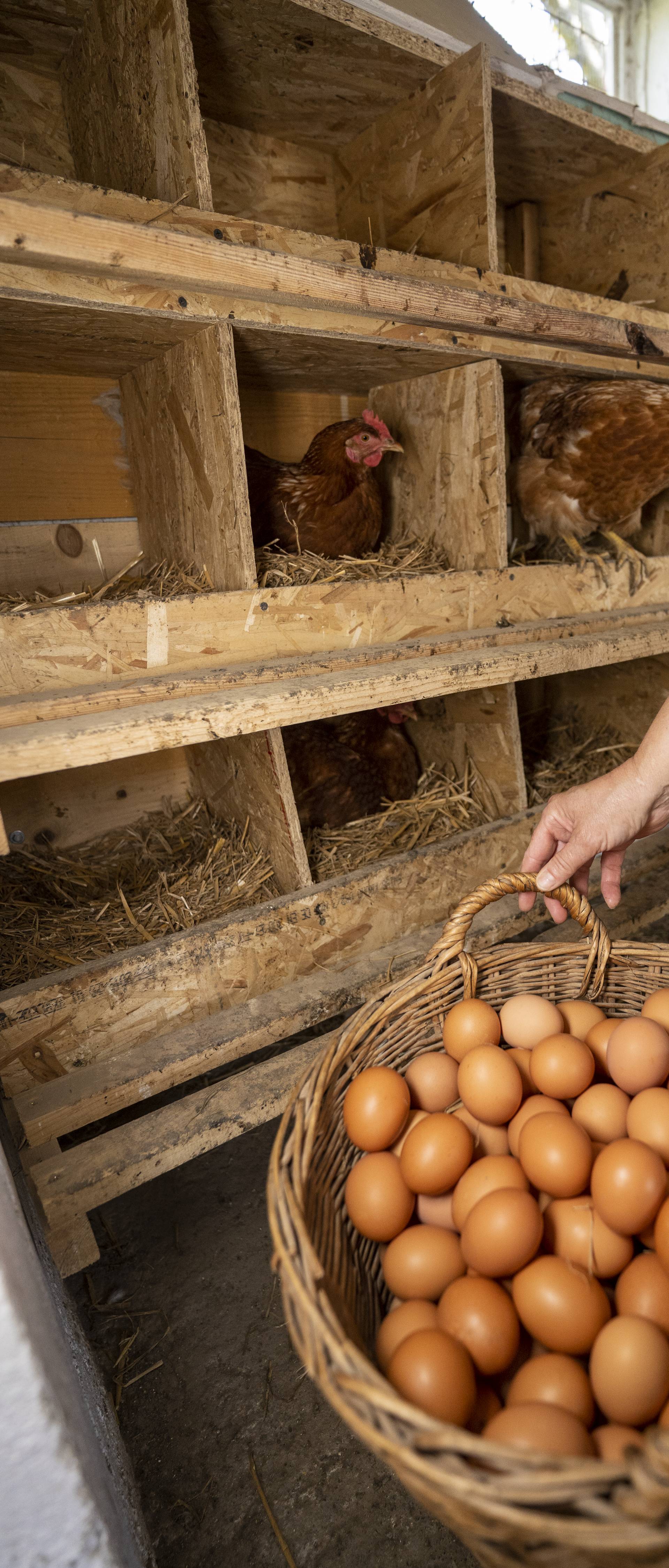 Jeste li u prehranu uključili jaja iz slobodnog uzgoja?