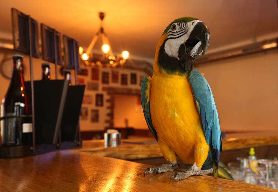 Konobar s krilima: Svi vole kad im pivo otvori papagaj Jack