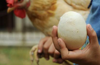 Kokoš koja nese divovska jaja obara svjetski rekord?