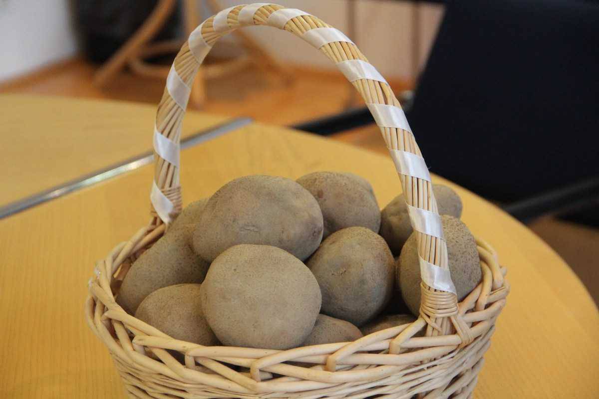 Međimurski krumpir-kalamper postao zaštićena robna marka