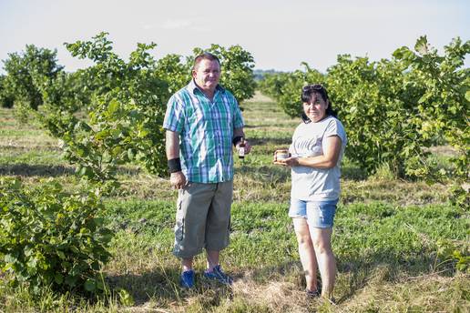 Razmišljate o uzgoju lješnjaka? Međimurski proizvođač donosi konkretne savjete iz prve ruke