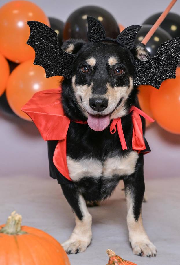 Sklonište u Dumovcu poziva na posebno jesensko udomljavanje pasa i mačaka