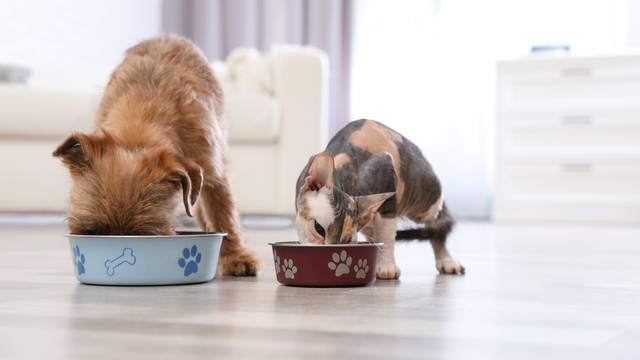 Zašto mačke i psi ne mogu jesti čokoladu ili neku drugu hranu?