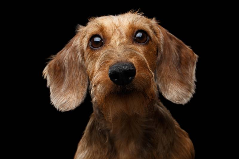 Studio shot of Dachshund Dog