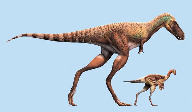 A juvenile Gorgosaurus and a Citipes are seen in this illustration