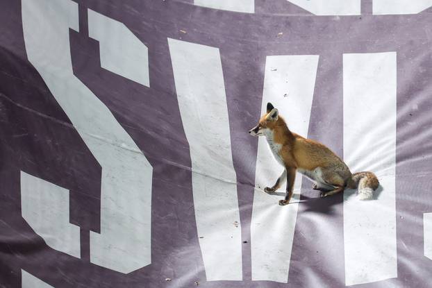 Sarajevo: Lisice pratile trening nogometaša BiH na stadionu Koševo