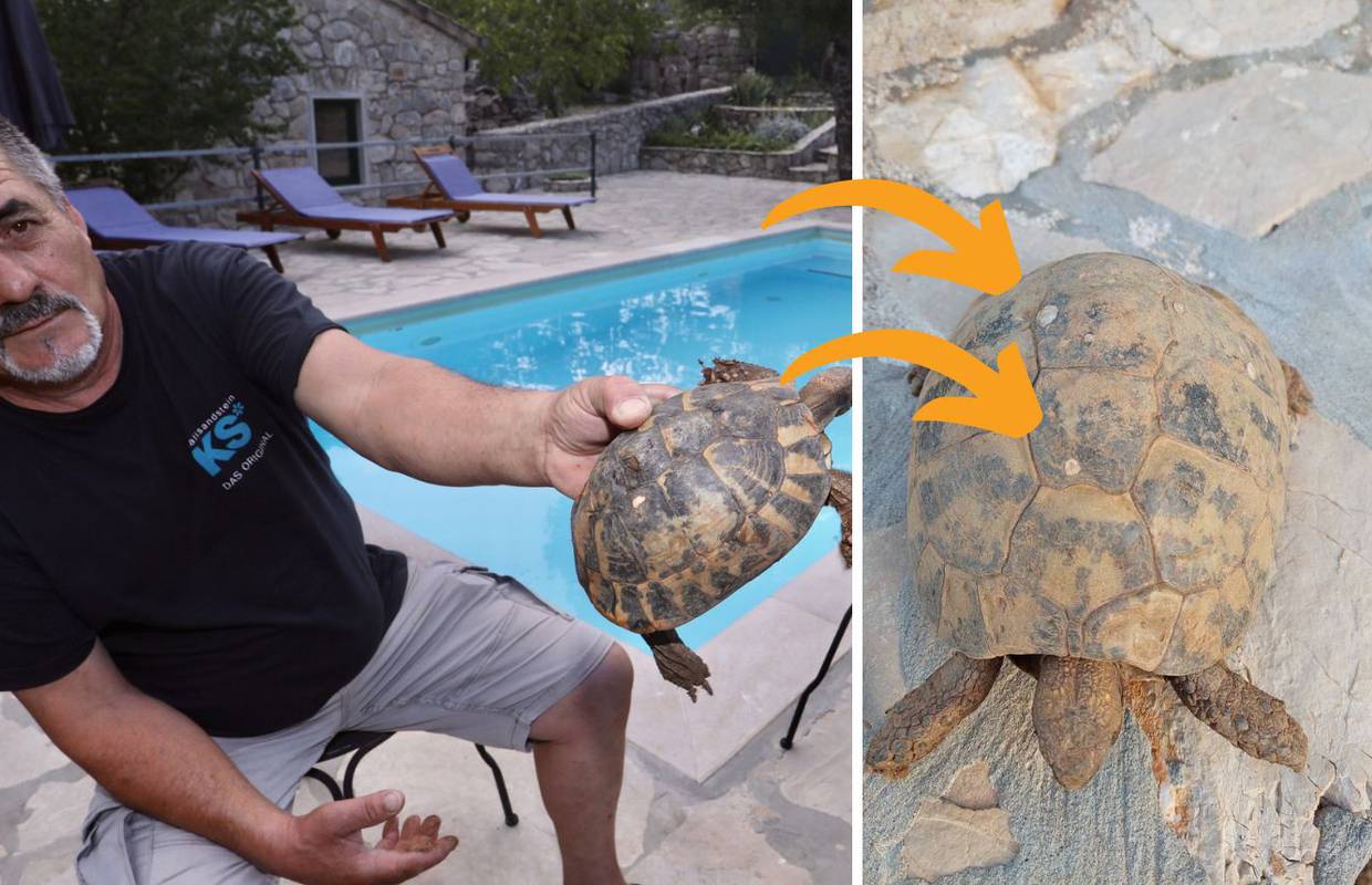 'Ovu malu kornjaču sam spasio od rata prije 30 godina. Geleri su joj ostavili 'pečat' na oklopu'