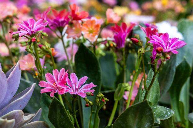 Pula: 17. sajam cvijeća Florija na Giardinima
