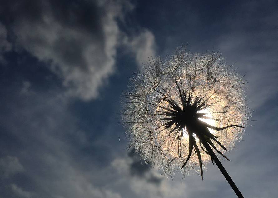 Dandelion in contre-light