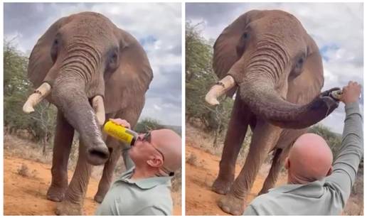 Skandal u Keniji: Turist snimljen kako slonu ulijeva pivo u surlu, pokrenuli su istragu. 'Strašno!'