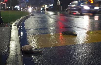 Patke kamikaze: Nitko ih nije bacio, išle su iz gnijezda u vodu