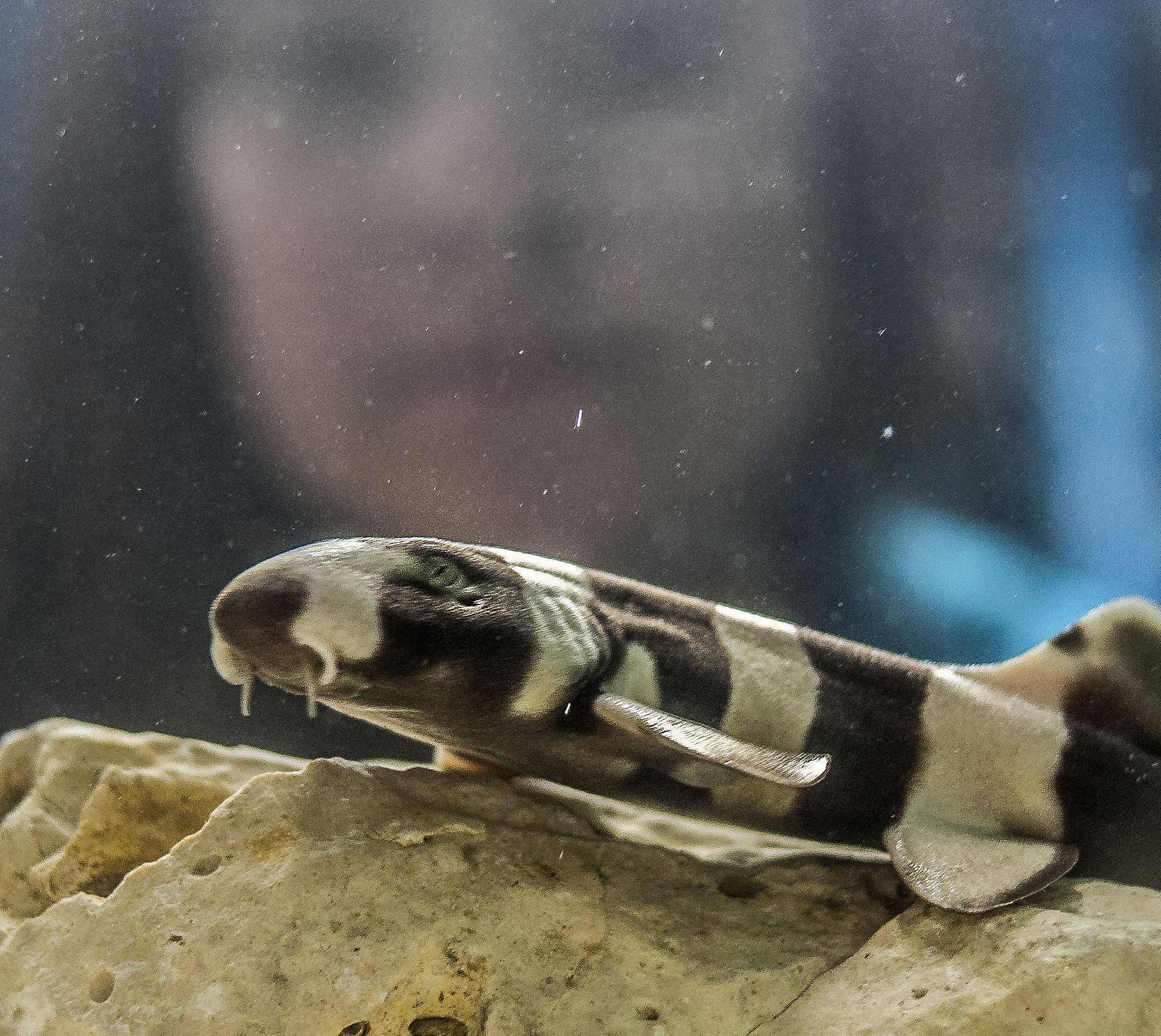 Brown-banded Bamboo Catshark rehoming