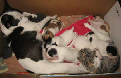 Mačka Čupka dijeli hranu i spava sa šest malih psića