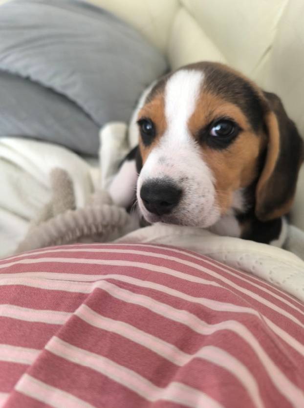 SUPER FOTKE vaših ljubimaca! Neki bi mogli biti viralni hit, ali svi su jednostavno neodoljivi