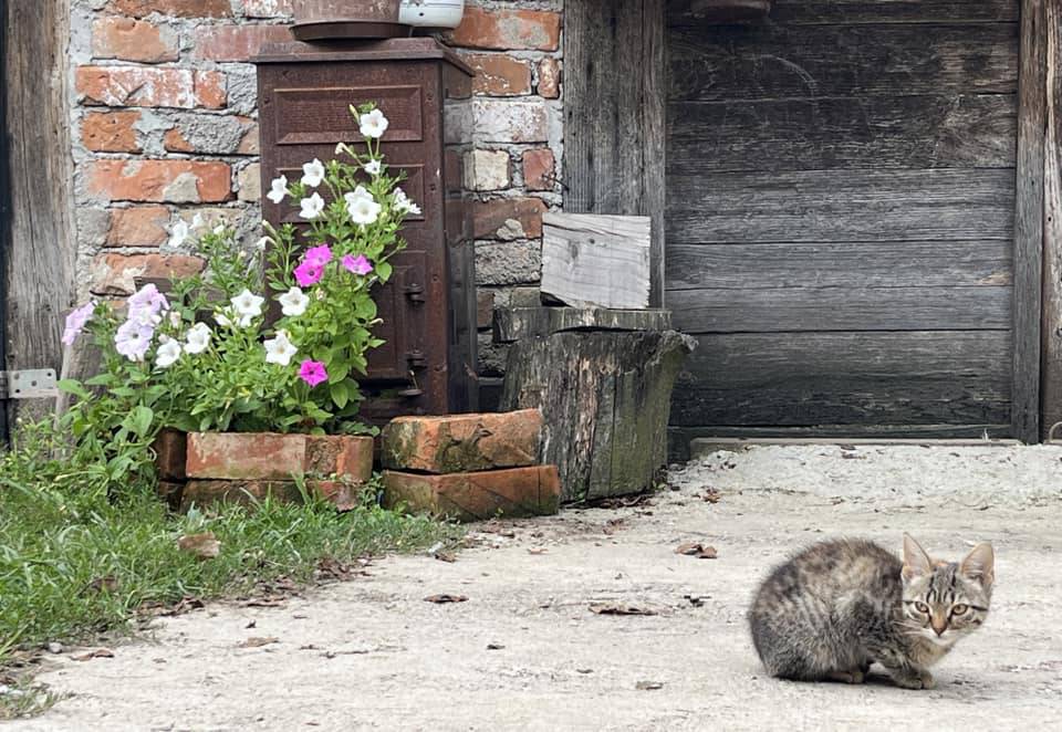 Ovo je Mira. Živi u kontejneru, ali ne očajava: 'Uživajte u prekrasnoj okućnici i cvijeću'