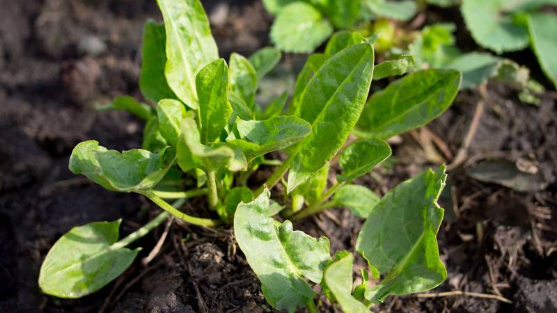 Ova biljka je pravo čudo: Svi je gaze, a zapravo je puna zdravlja