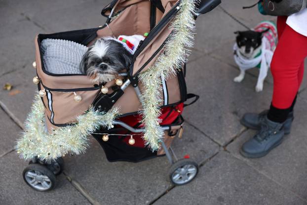 People and dogs take part in festive dog walk to raise money for flooded-hit Valencia shelters