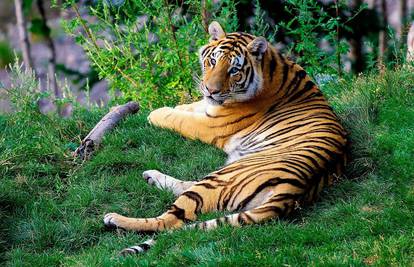 Svjetski je dan tigrova: Njihov broj skoro udvostručen u Nepalu