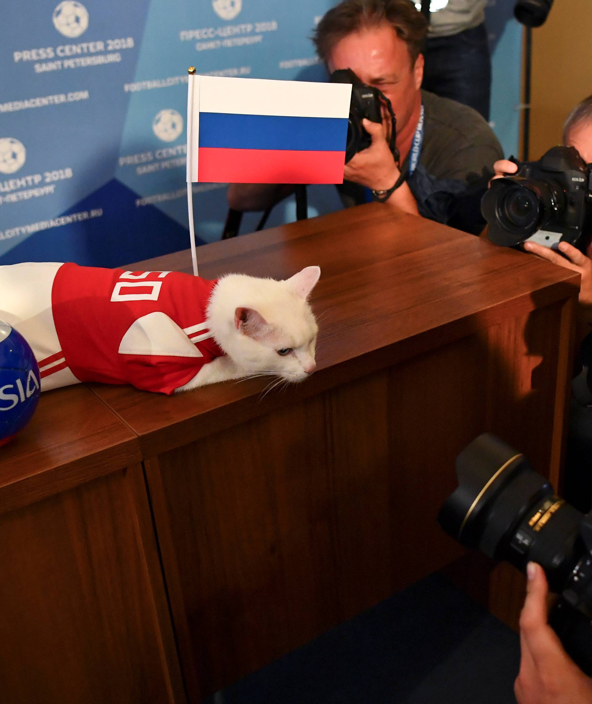 Cat Achilles attempts to predict the result of the opening match of the 2018 FIFA World Cup between Russia and Saudi Arabia in Saint Petersburg