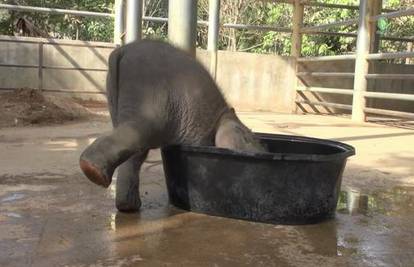 Kad dođe vrijeme za kupanje ovaj slonić  poludi od sreće