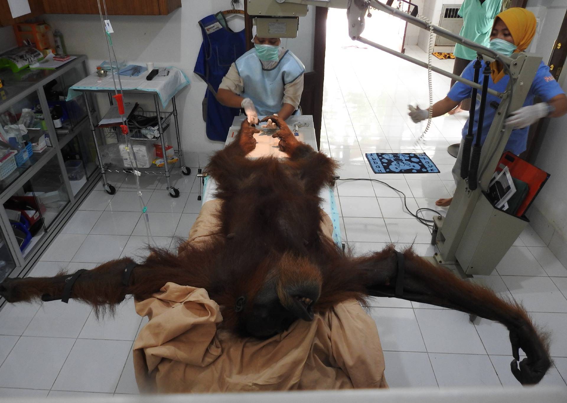Stravična sudbina orangutana: Upucali ga iz zračnice 74 puta