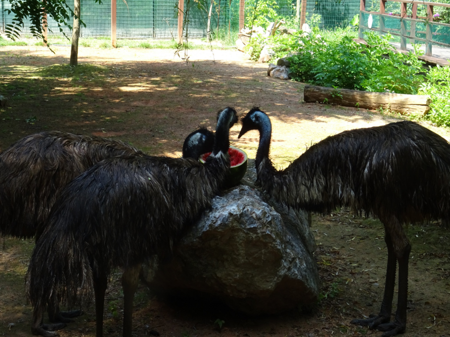 Zoološki vrt slodoled
