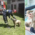 Psa pronašli u septičkoj  jami, spasili  ga vatrogasci: 'Čuli smo cviljenje, lavež i zapomaganje'