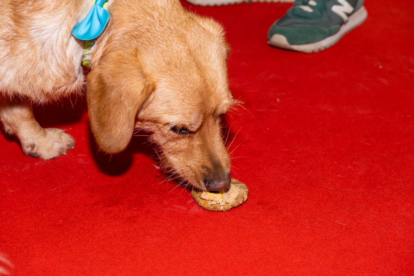 FOTO Revija pasa mješanaca: Brak jazavčarka Cica odnijela je pobjedu i zasladila se tortom