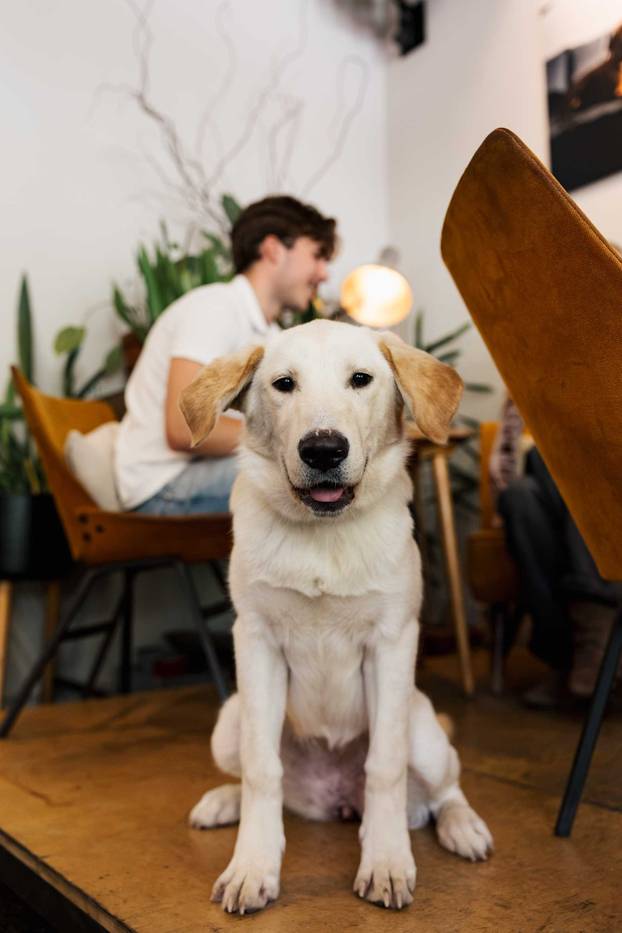 FOTO Ako vas ovi prizori danas ne raznježe, ništa neće: Psi i vlasnici uživali u Dogs' Caffeu