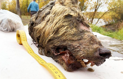 Duplo veći od današnjih: Našli su glavu vuka iz ledenog doba