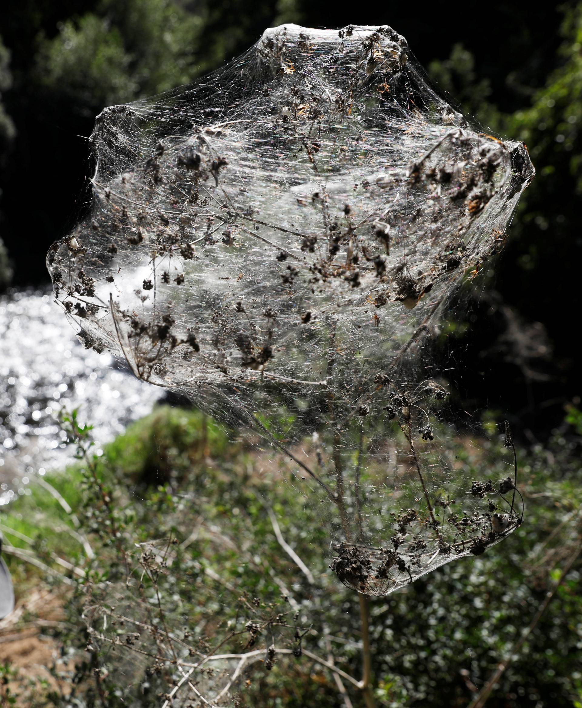 Giant spider webs, spun by long-jawed spiders (Tetragnatha), cover sections of the vegetation along the Soreq creek bank, near Jerusalem
