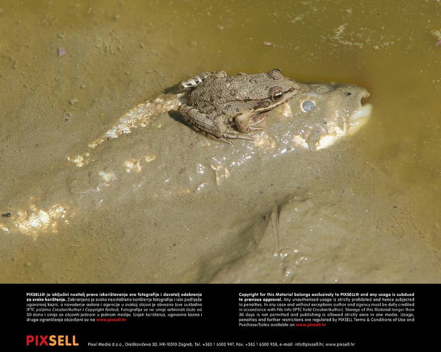 Marijan Sušenj/PIXSELL